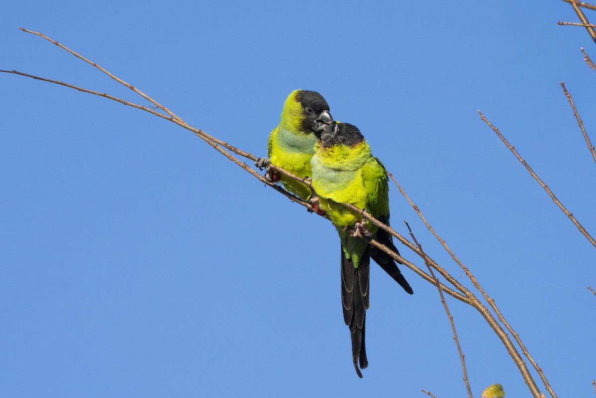 Conure nanday - ML644662622