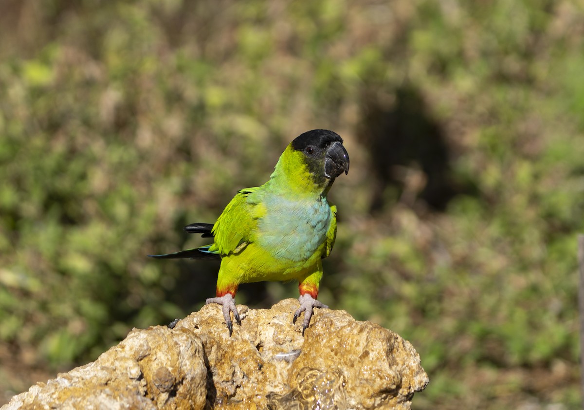 Conure nanday - ML644662624