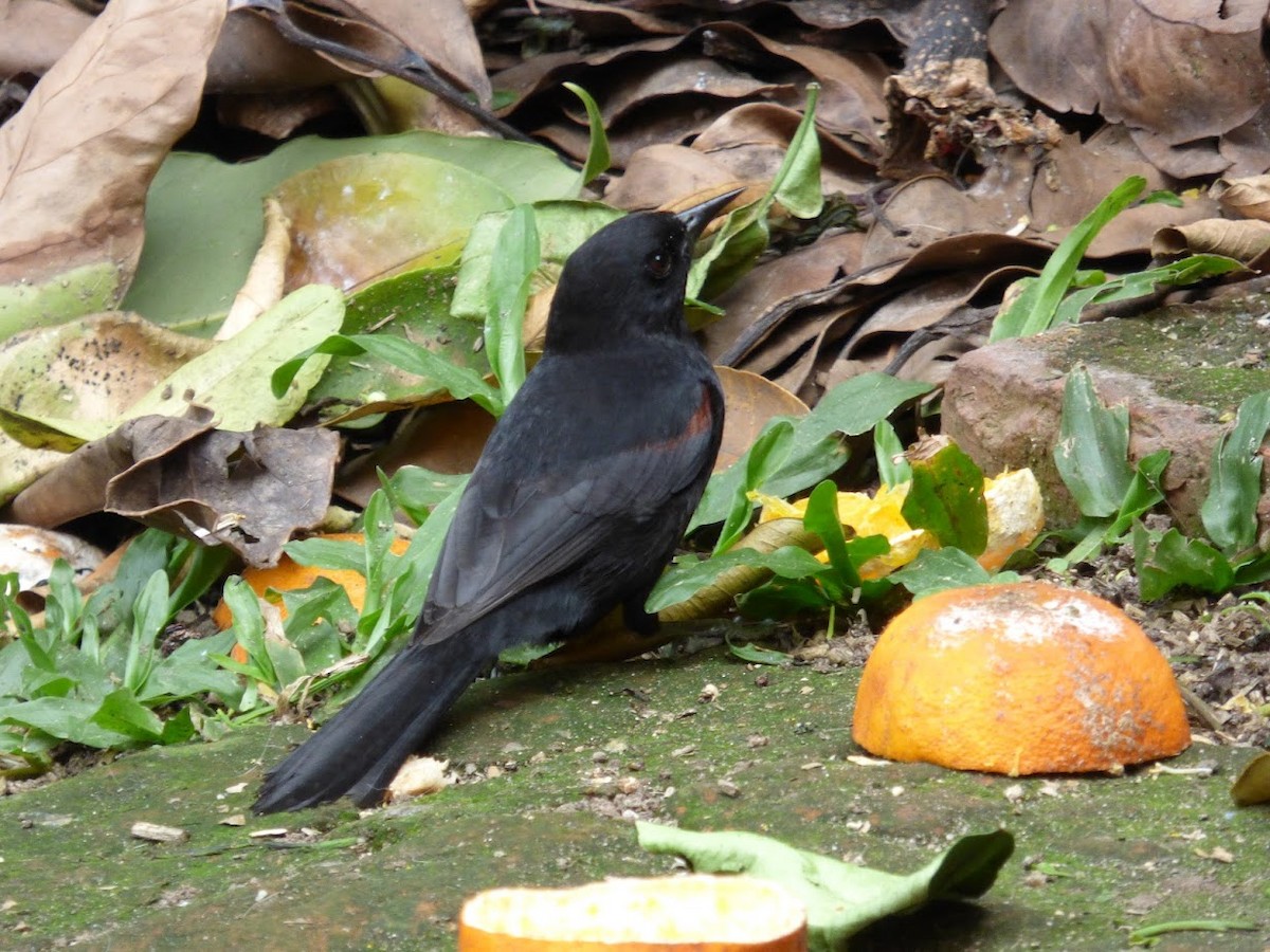 Variable Oriole - ML644662626