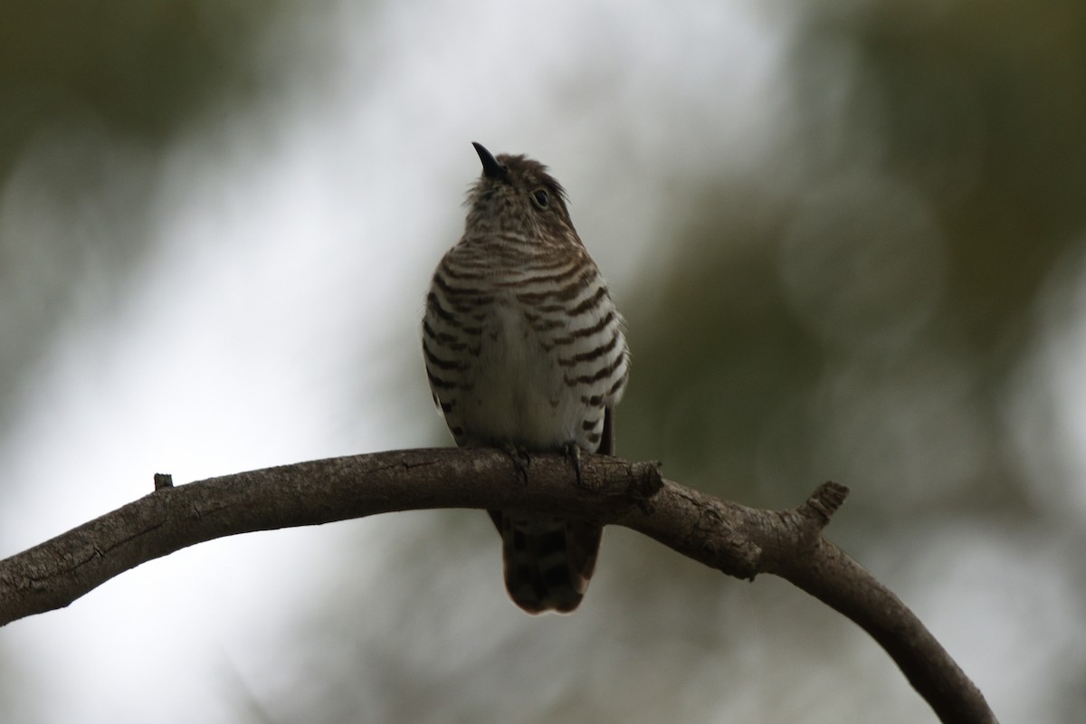 Shining Bronze-Cuckoo - ML644662629