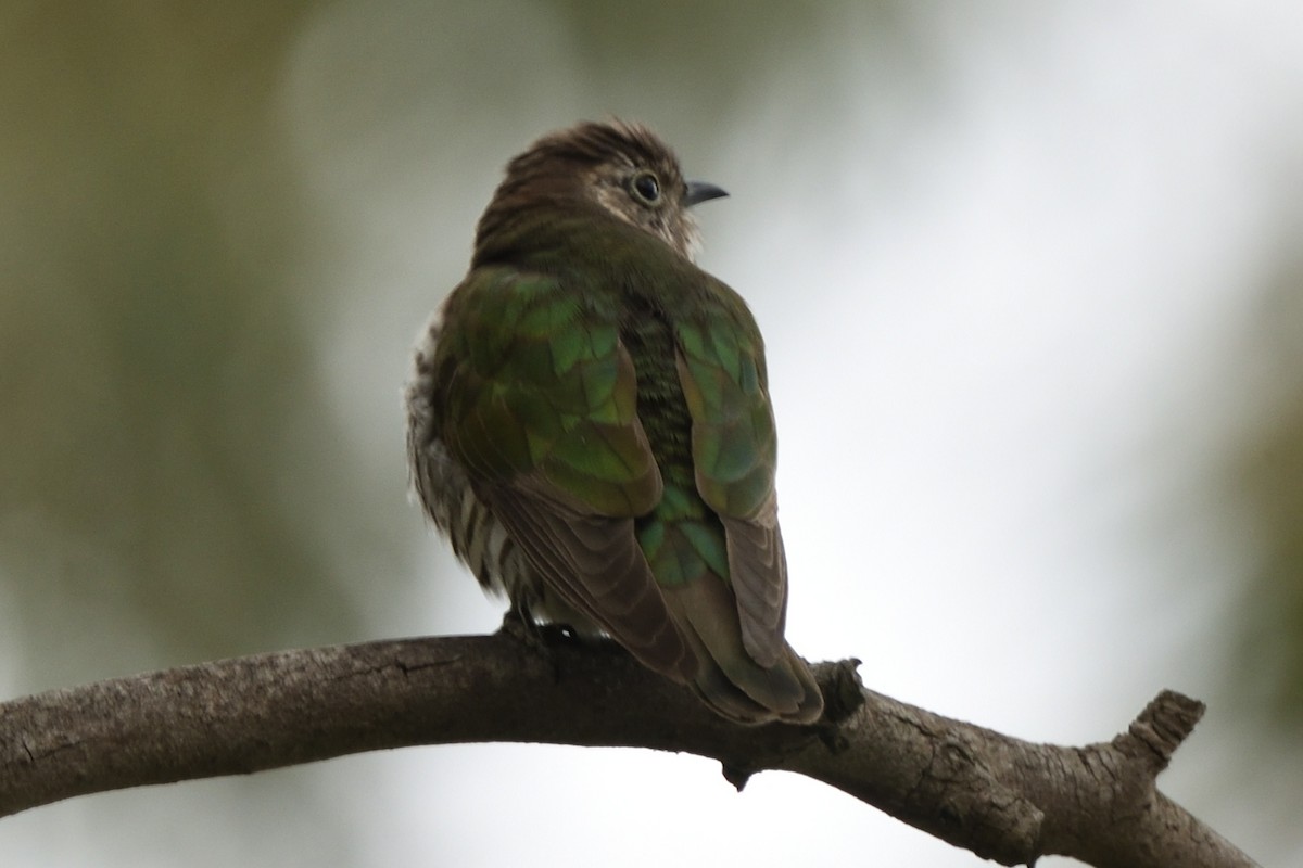 Shining Bronze-Cuckoo - ML644662630