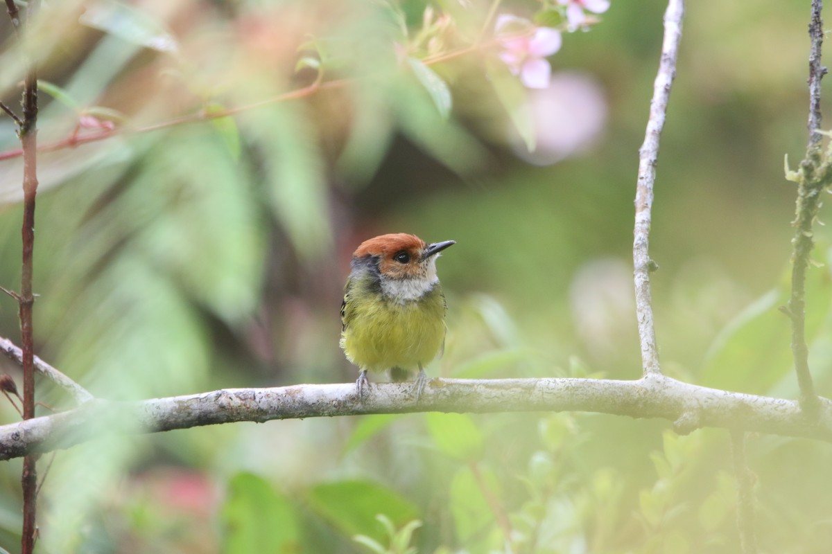Rufous-crowned Tody-Flycatcher - ML644662631