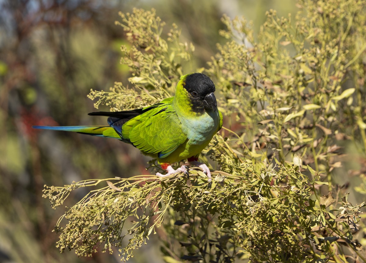Conure nanday - ML644662634