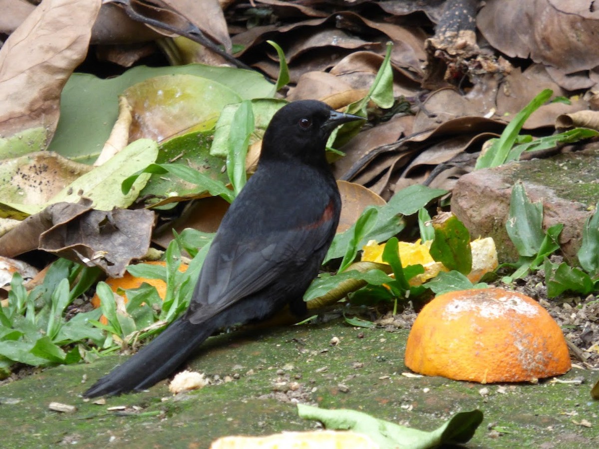 Variable Oriole - ML644662636