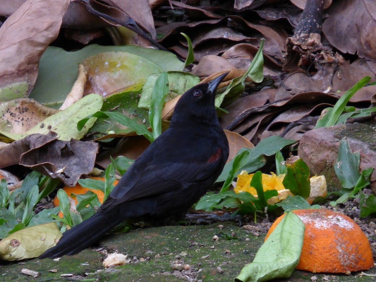 Variable Oriole - ML644662642