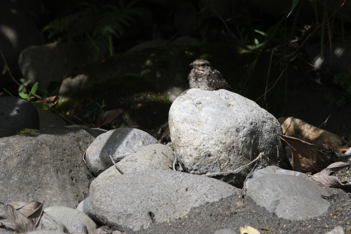 Ladder-tailed Nightjar - ML644662645