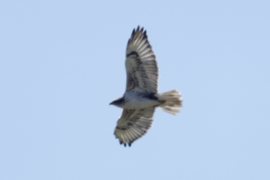 Ferruginous Hawk - ML644662649