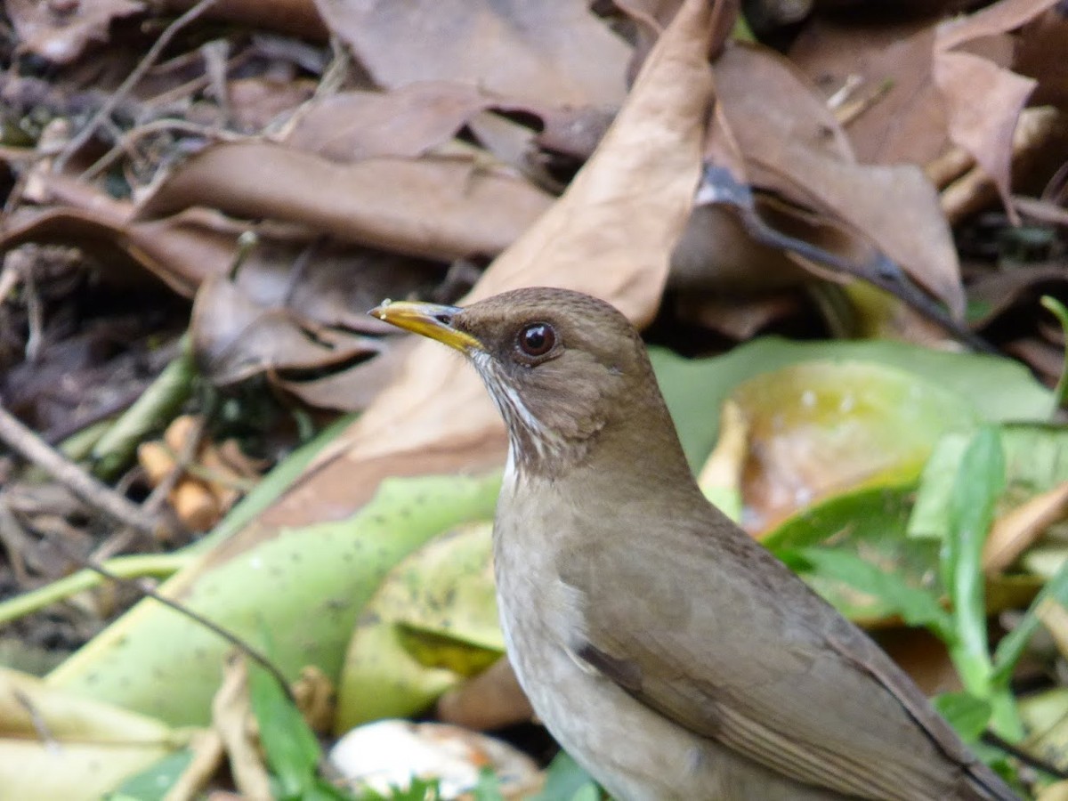 Creamy-bellied Thrush - ML644662655