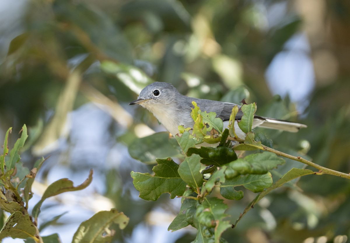 Blue-gray Gnatcatcher - ML644662658