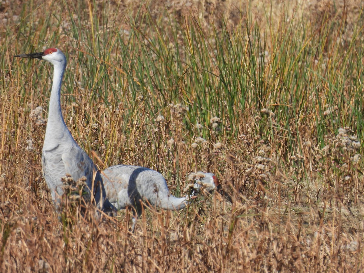 Журавель канадський - ML644662664