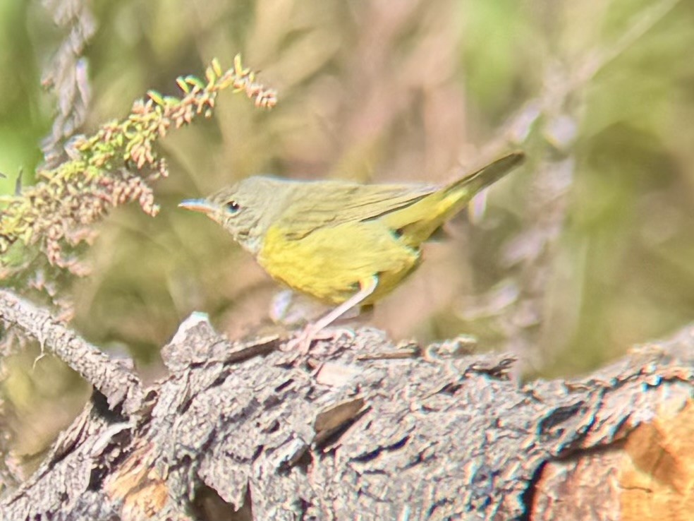 Mourning Warbler - ML644662672