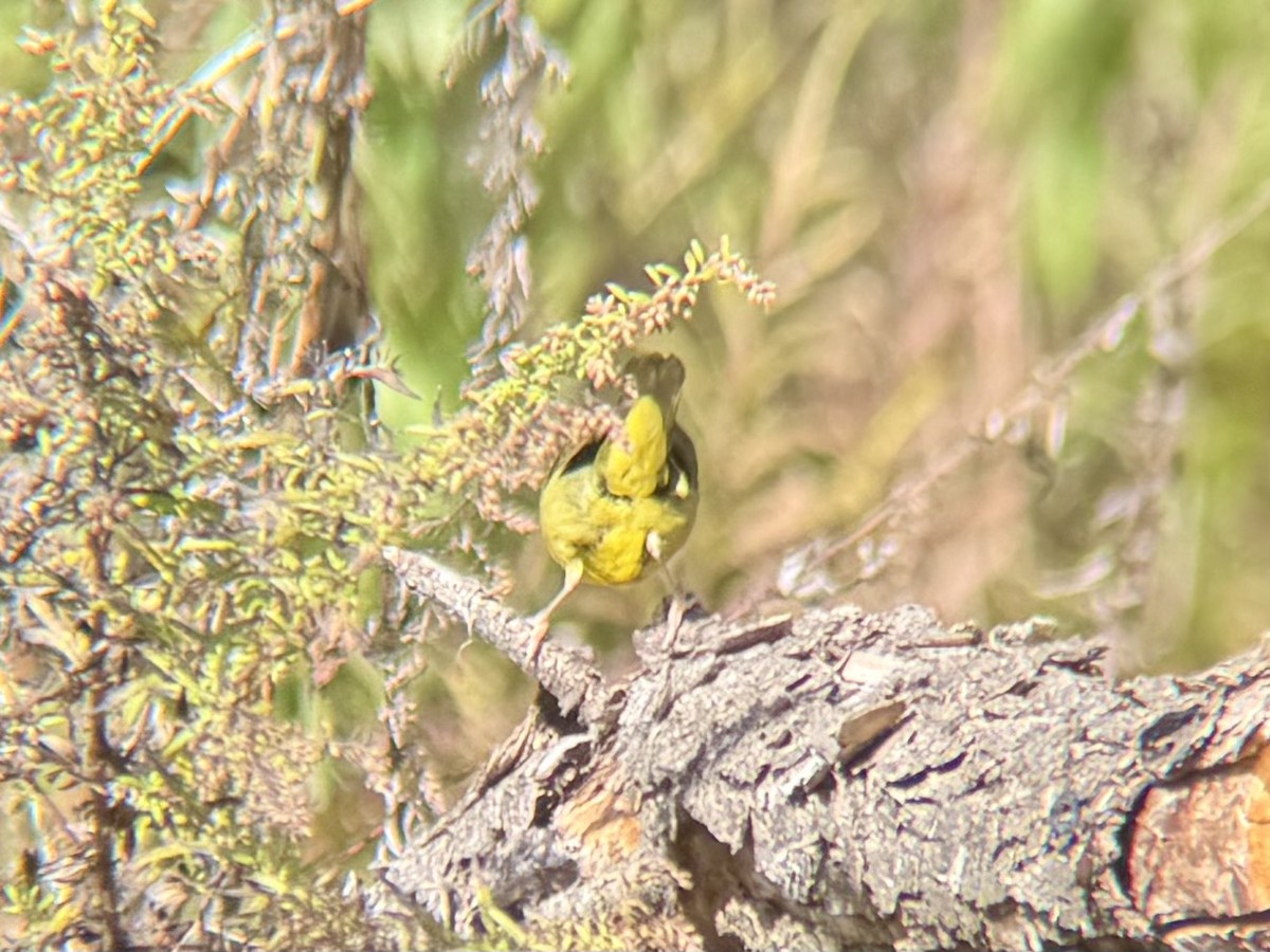 Mourning Warbler - ML644662673