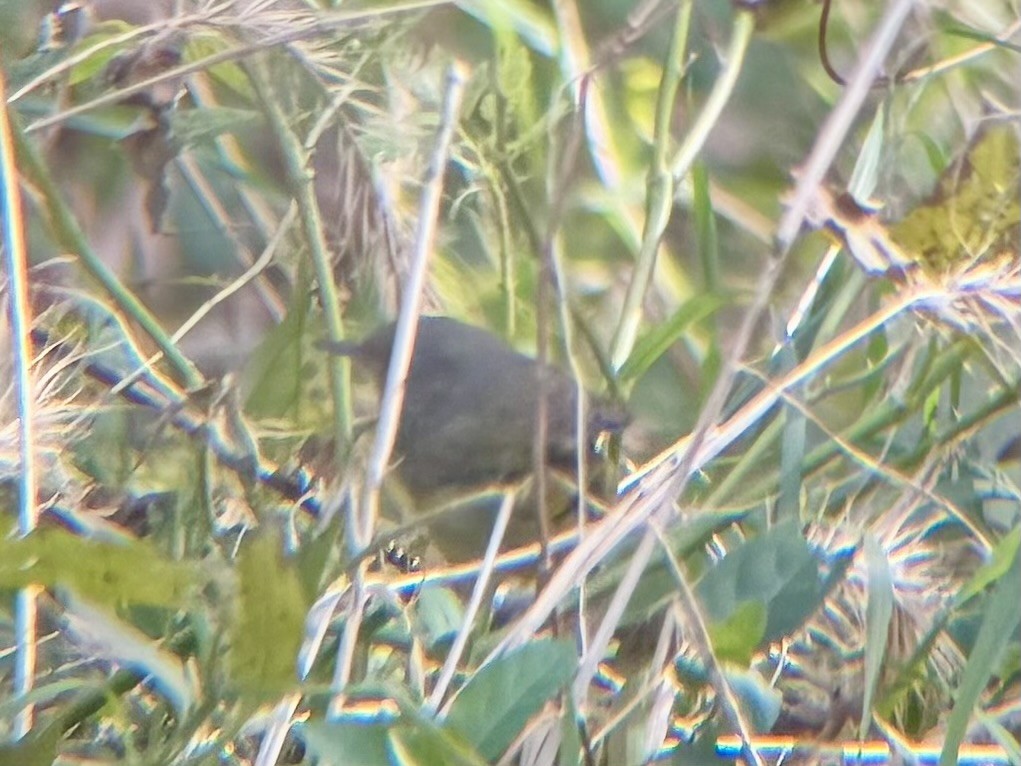 Mourning Warbler - ML644662674