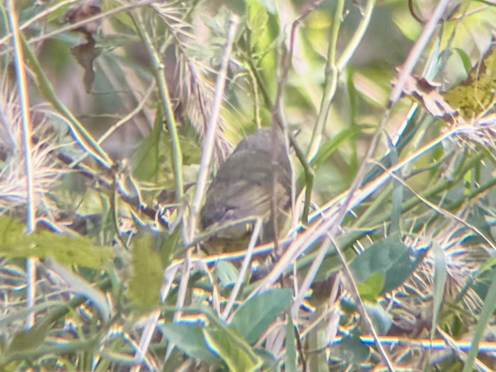 Mourning Warbler - ML644662675