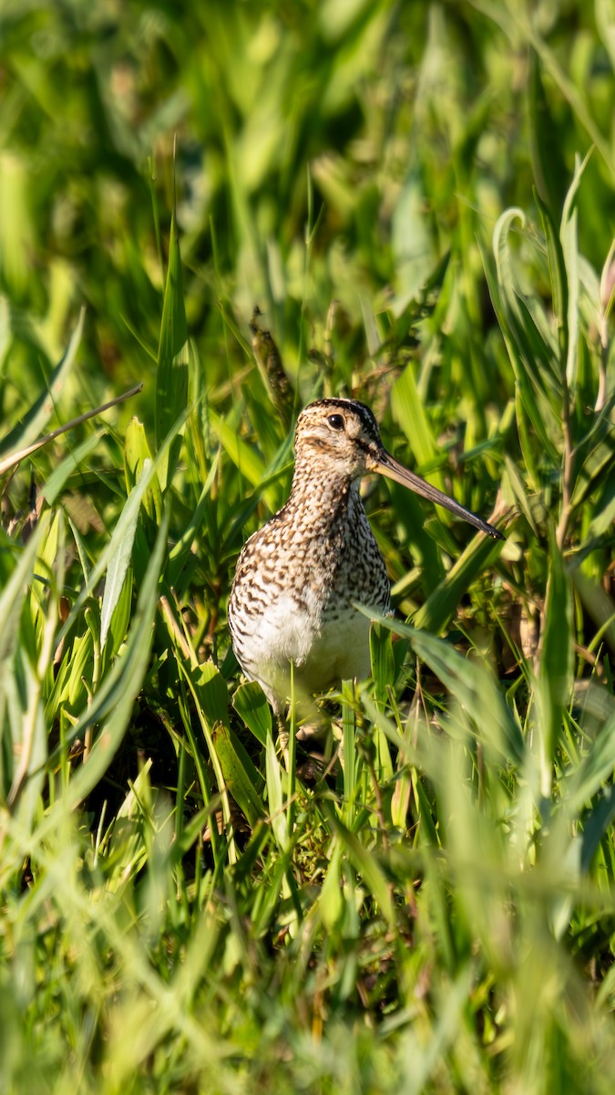 Pantanal Snipe - ML644662676