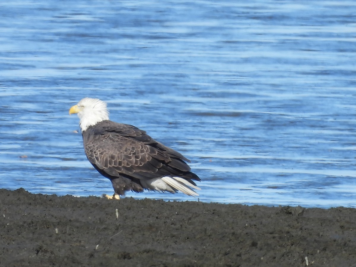 Орлан білоголовий - ML644662679