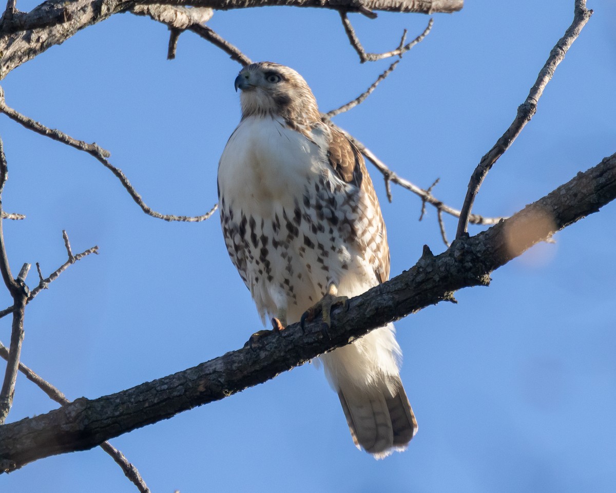Red-tailed Hawk - ML644662682