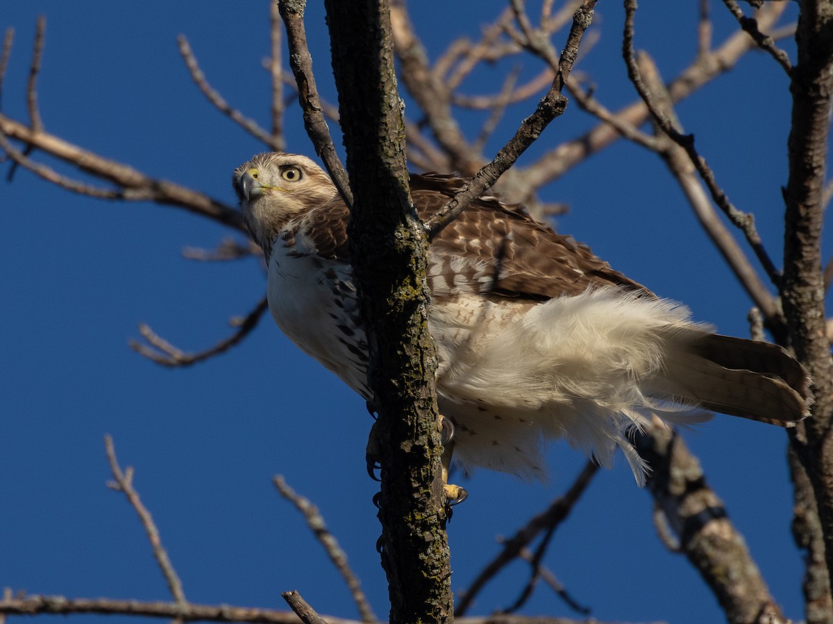 Red-tailed Hawk - ML644662683