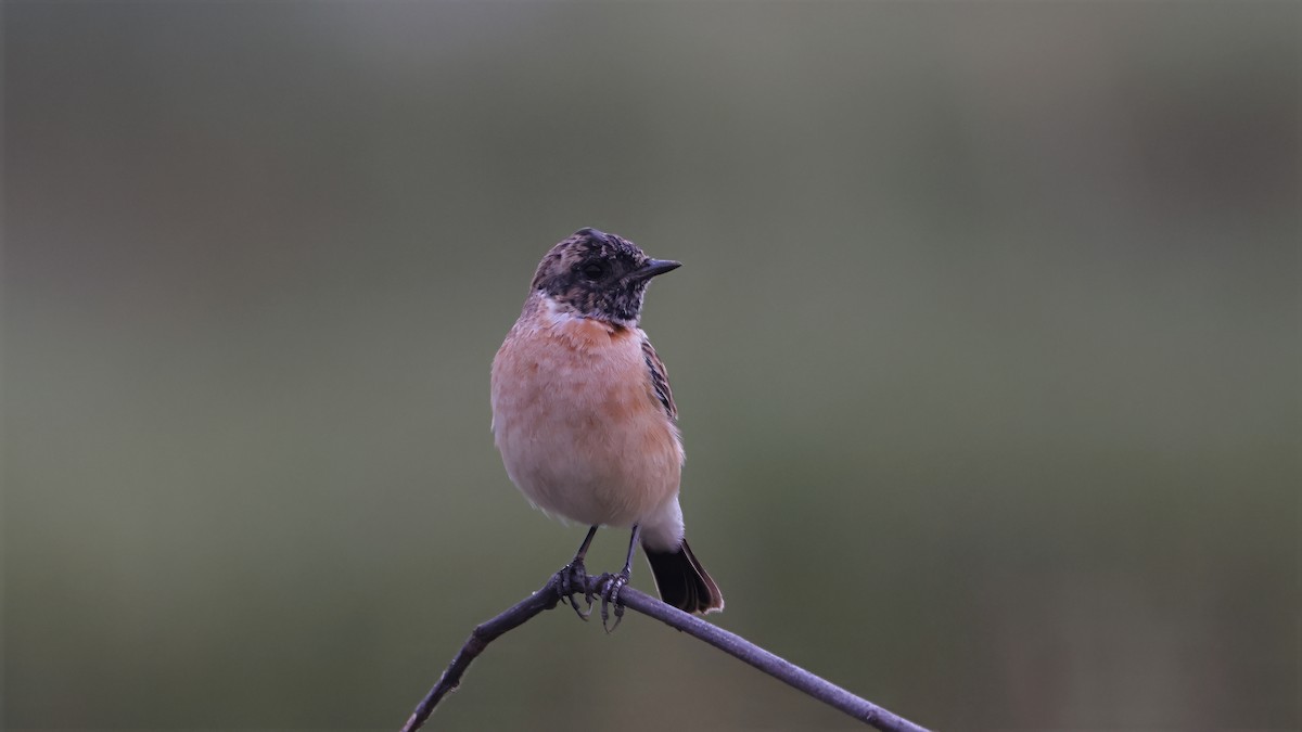 Saltimpalo siberiano - ML644662684