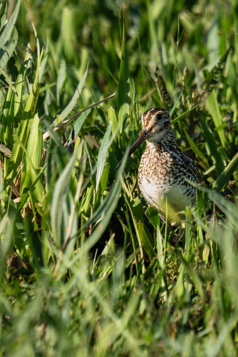 Pantanal Snipe - ML644662685