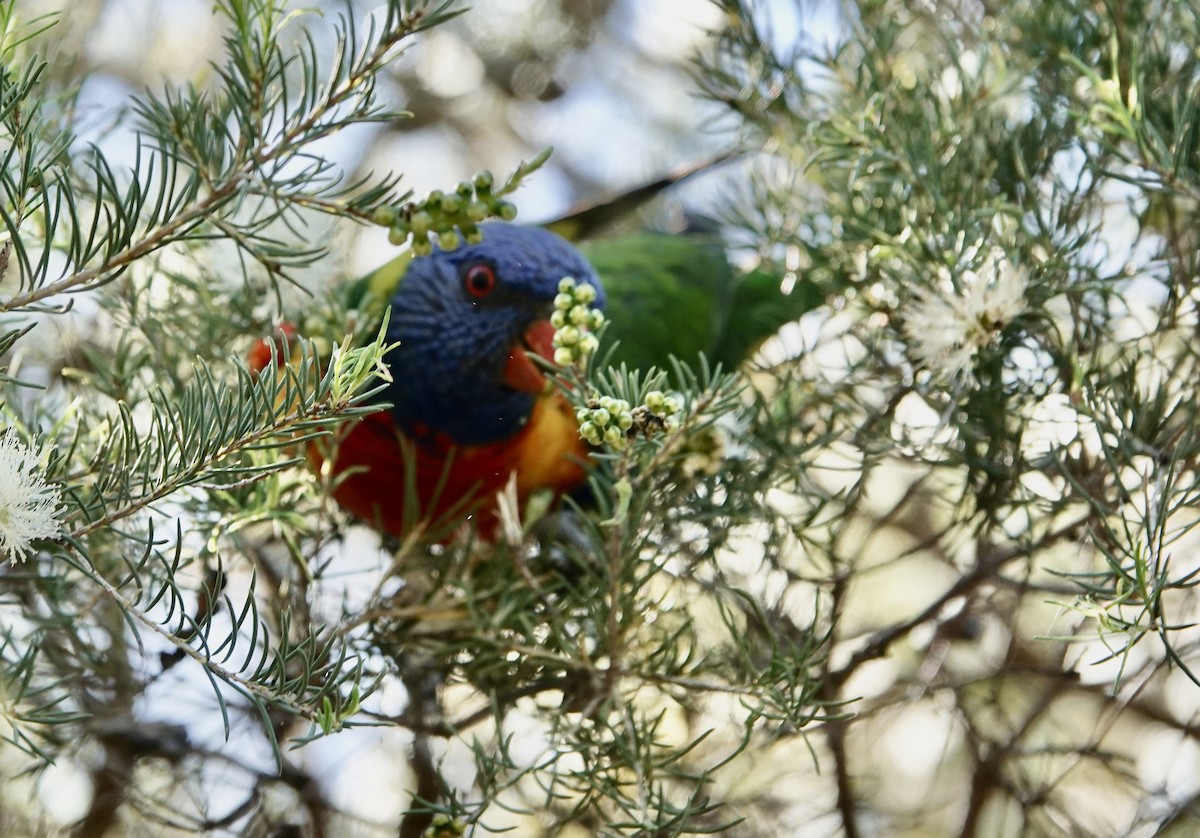 Loriquet arc-en-ciel - ML644662691