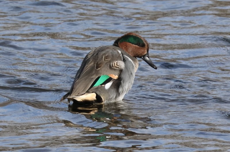 krikkand - ML644662697