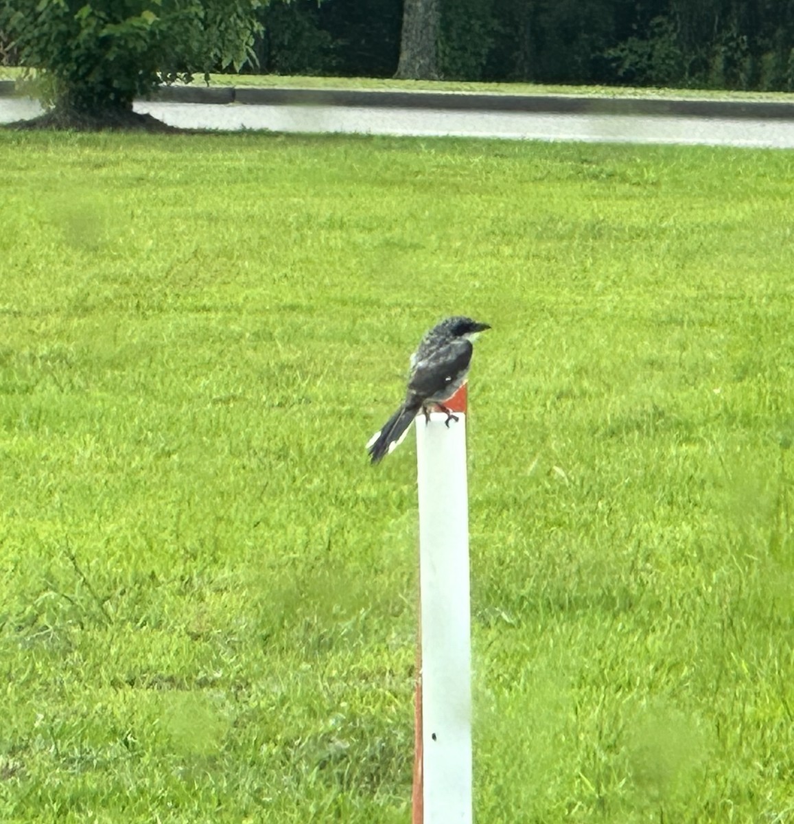Loggerhead Shrike - ML644662698