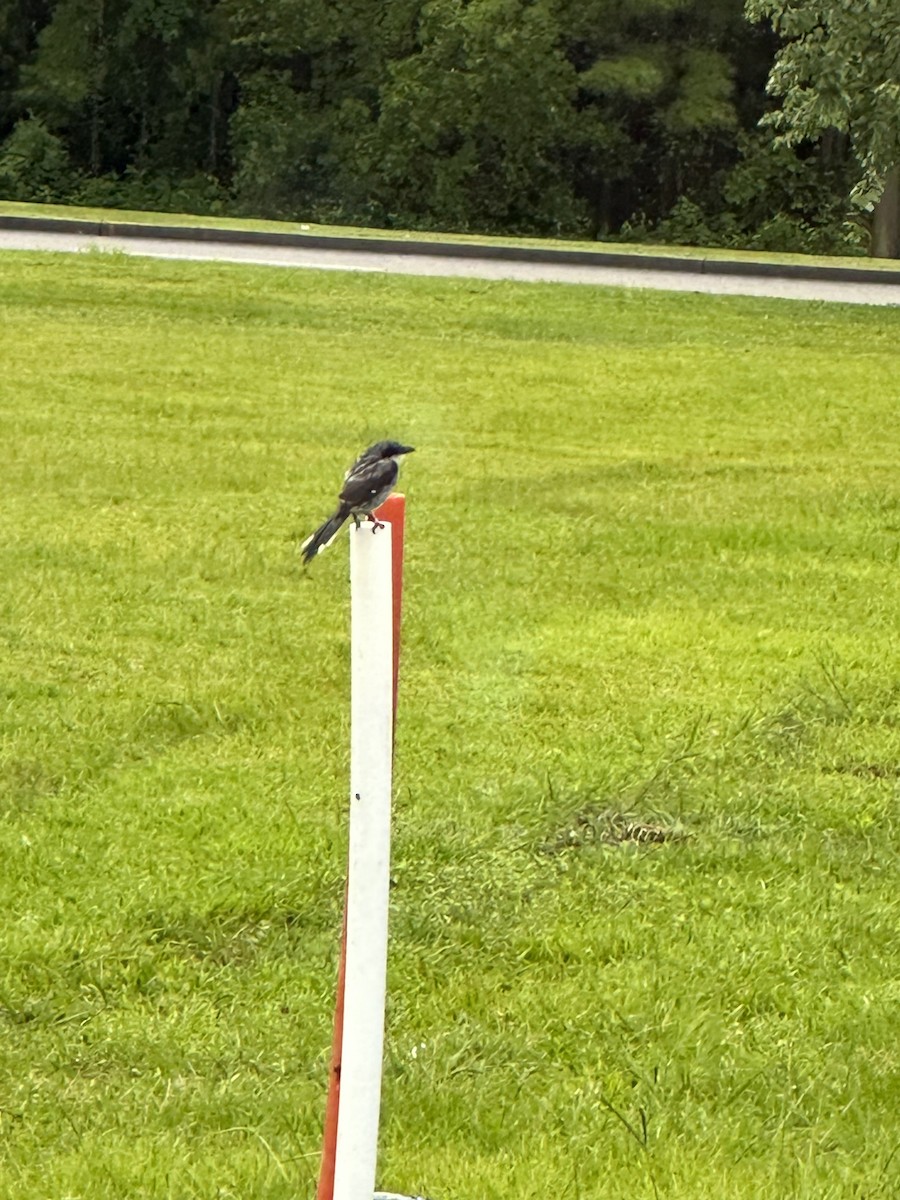 Loggerhead Shrike - ML644662699