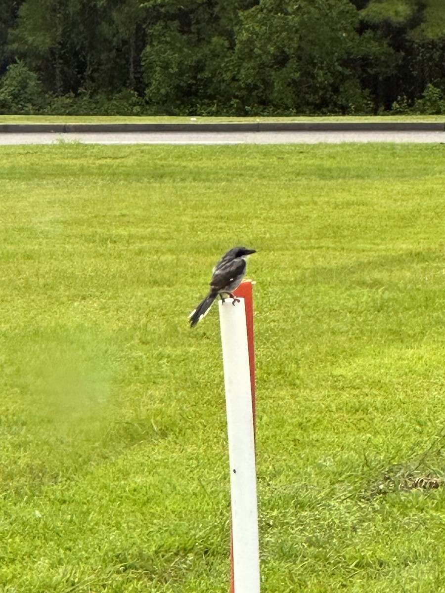 Loggerhead Shrike - ML644662700