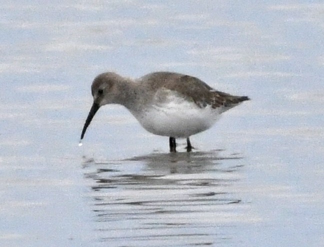 Dunlin - ML644662702