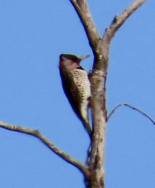 Northern Flicker - ML644662707