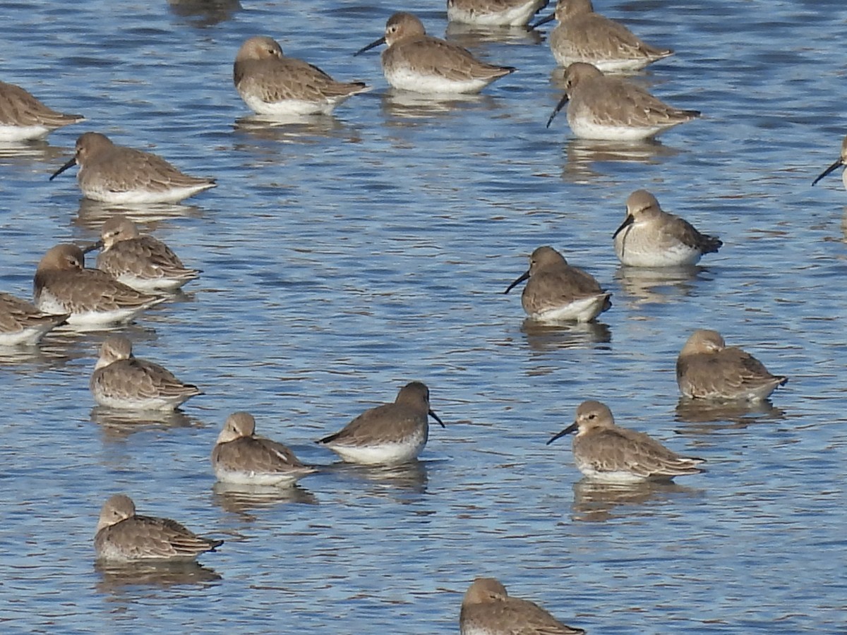 Побережник чорногрудий - ML644662709