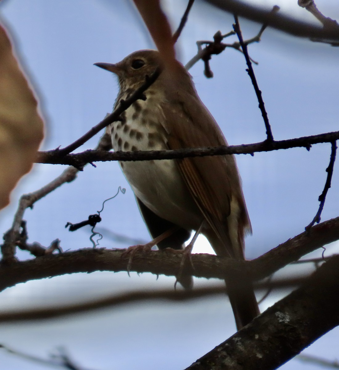 Hermit Thrush - ML644662712
