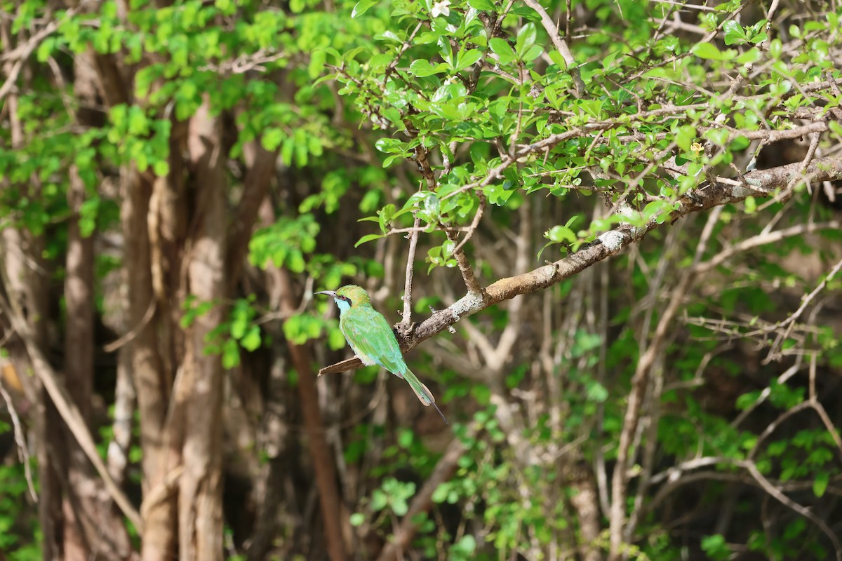 שרקרק חום כיפה - ML644662717