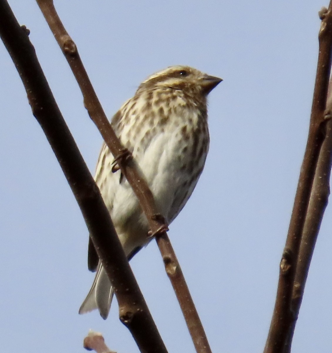 Purple Finch - ML644662718