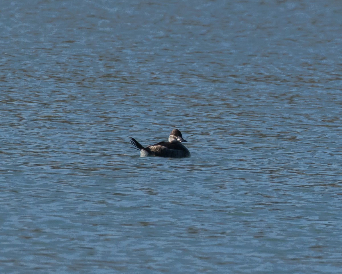 צחראש אדמוני - ML644662720