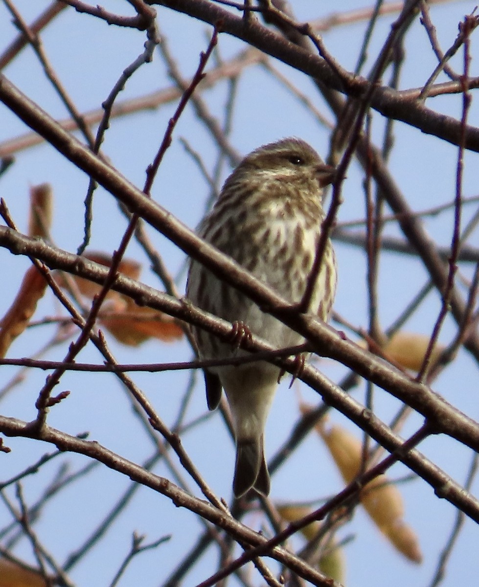 Purple Finch - ML644662722