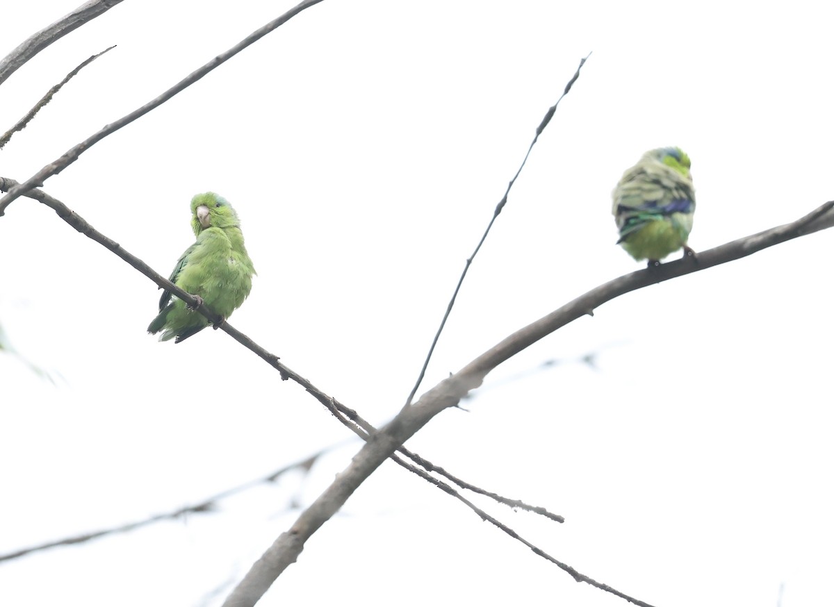 Toui céleste - ML644662725