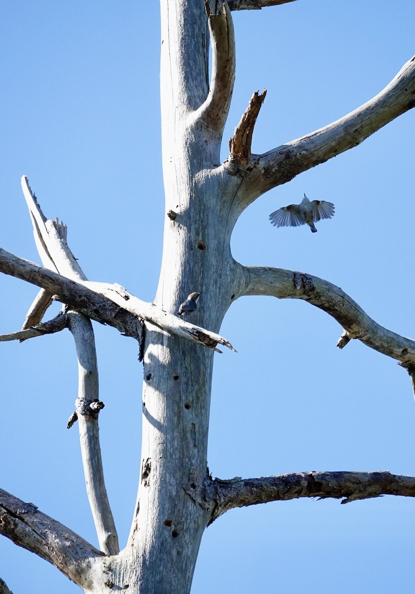 Trepador Cabecipardo - ML644662734