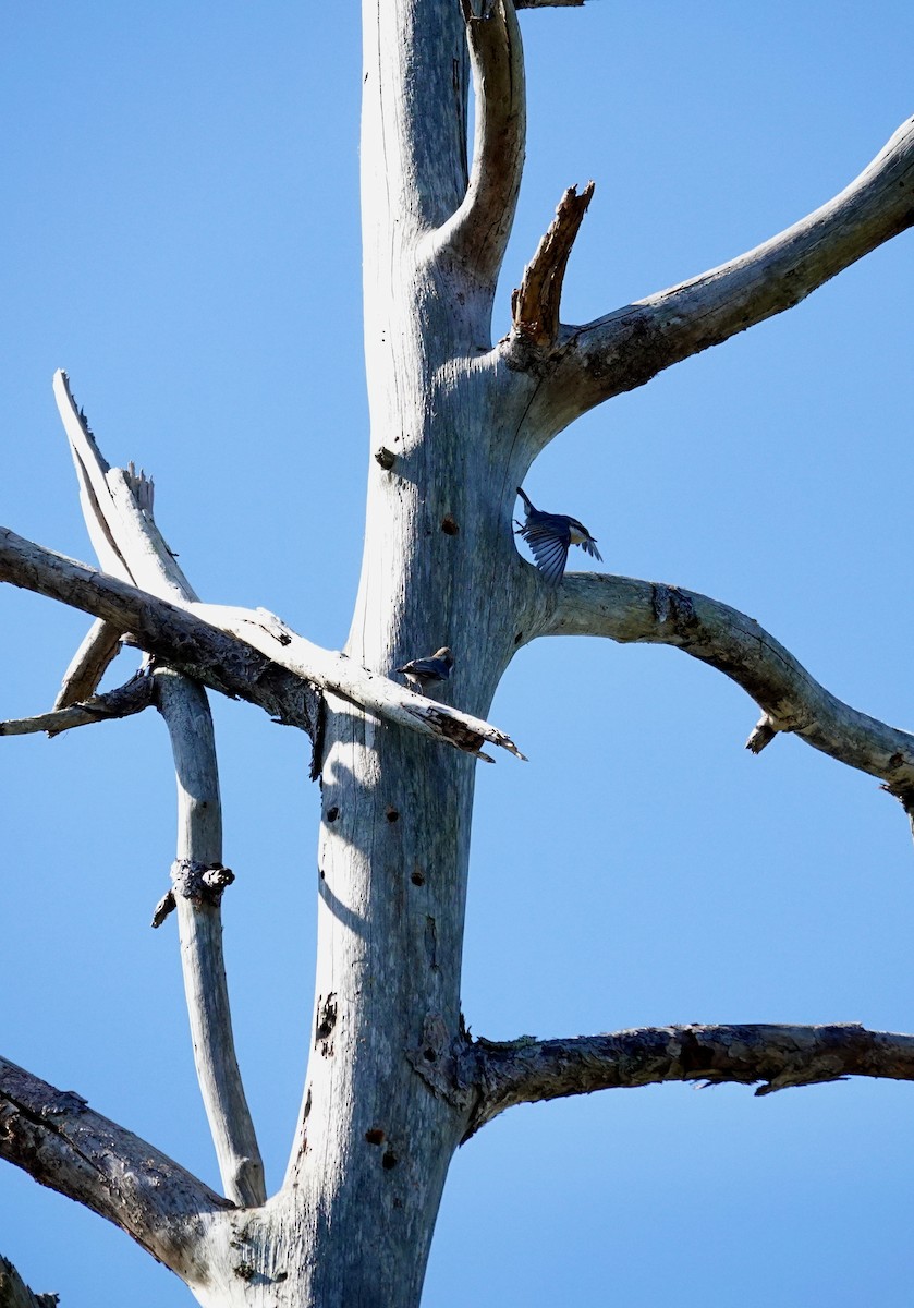 Trepador Cabecipardo - ML644662735