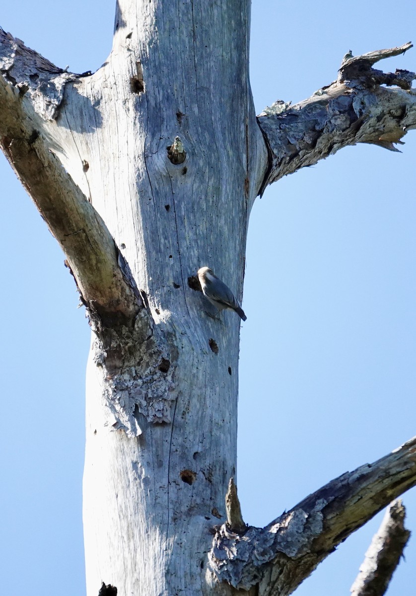 Trepador Cabecipardo - ML644662736