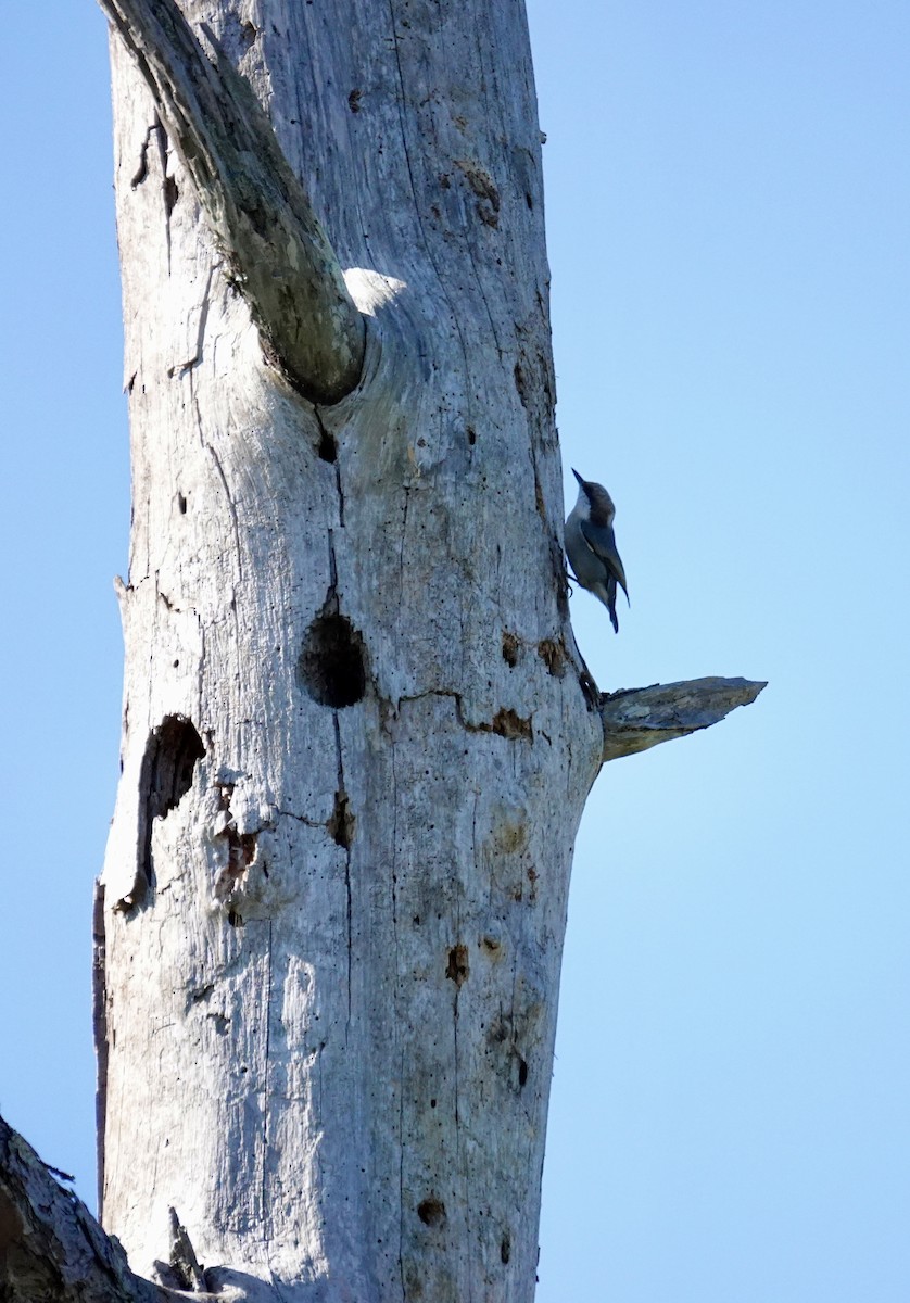 Trepador Cabecipardo - ML644662737