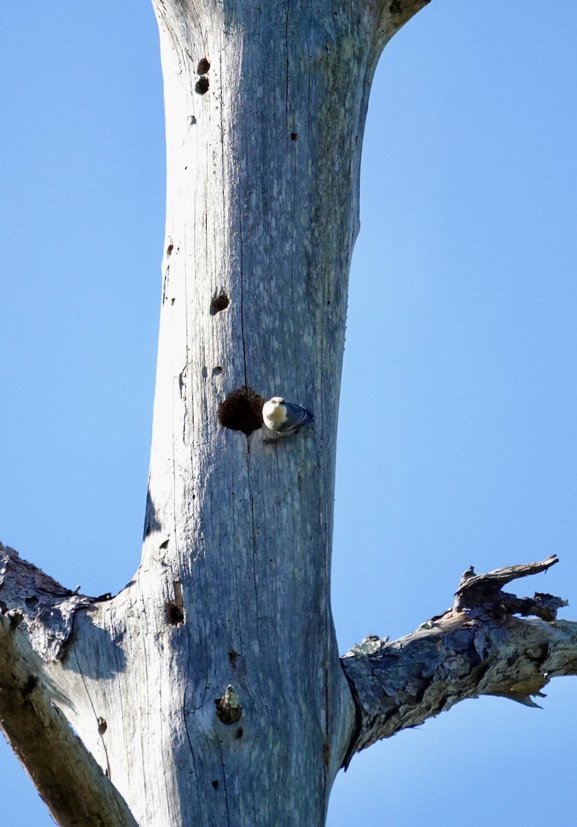 Trepador Cabecipardo - ML644662738