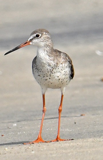 Pettegola - ML644662739