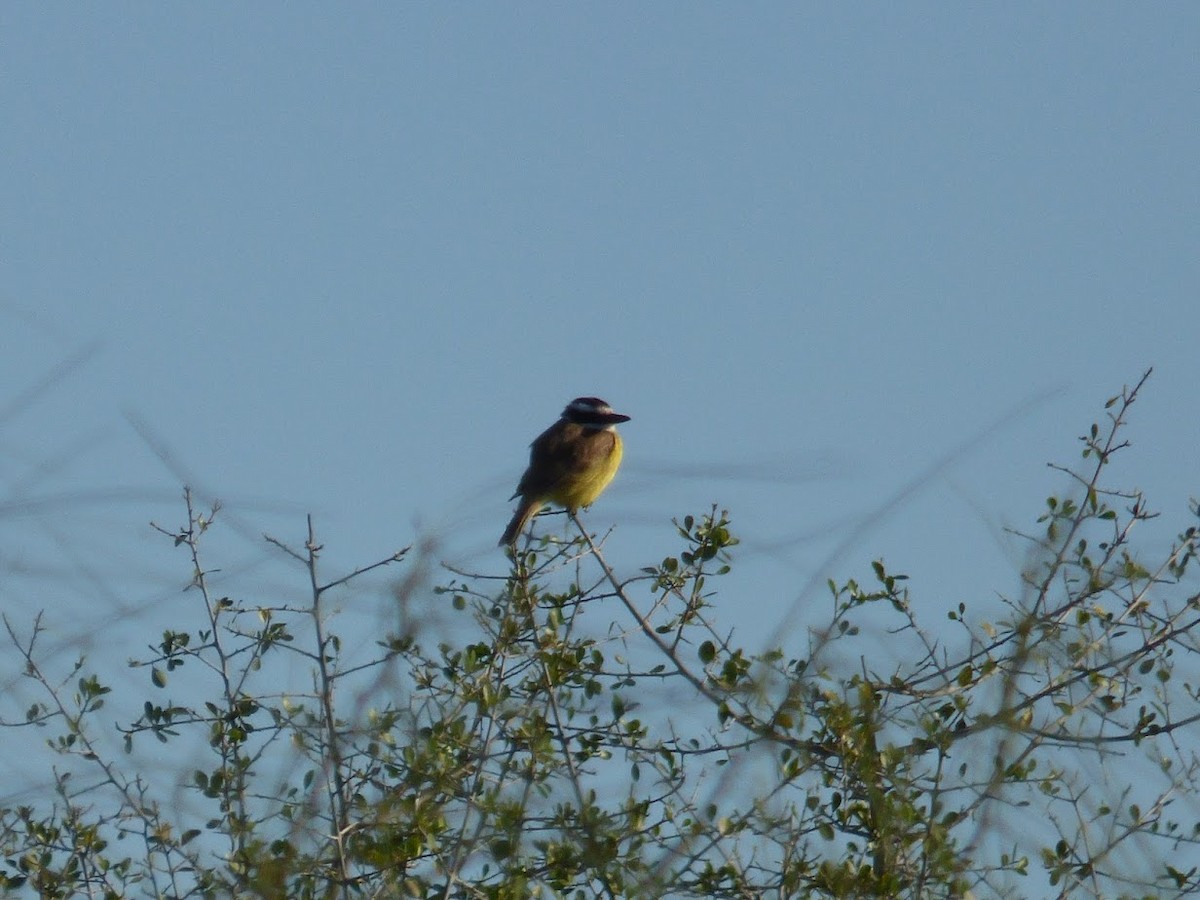 Büyük Kiskadi Tiranı - ML644662742