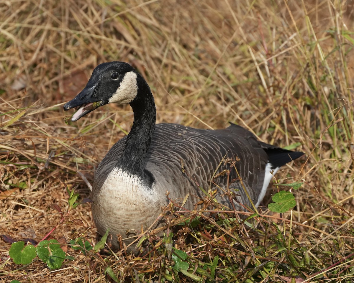 Bernache du Canada - ML644662743