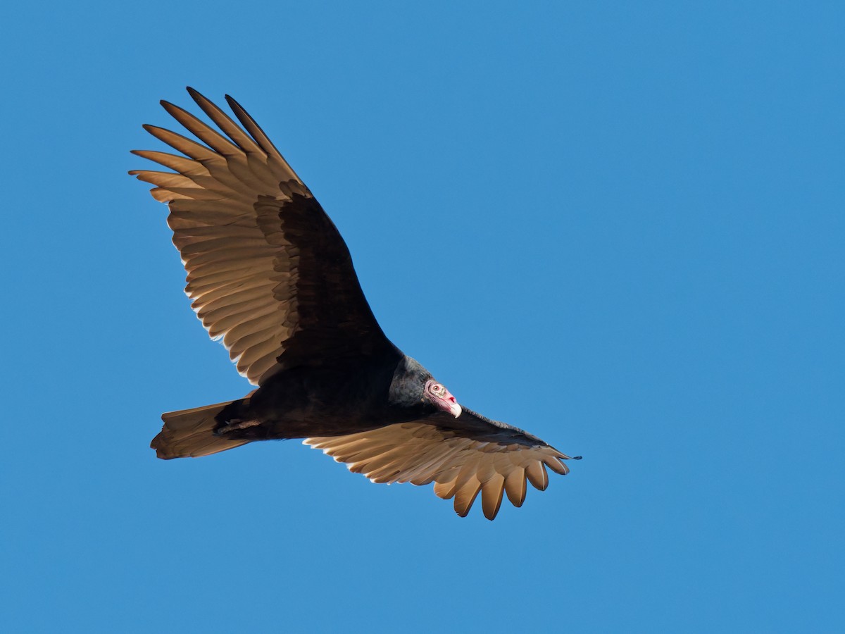 Turkey Vulture - ML644662748