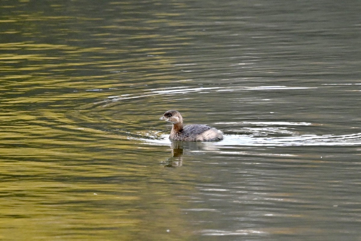 Pied-billed Grebe - ML644662749
