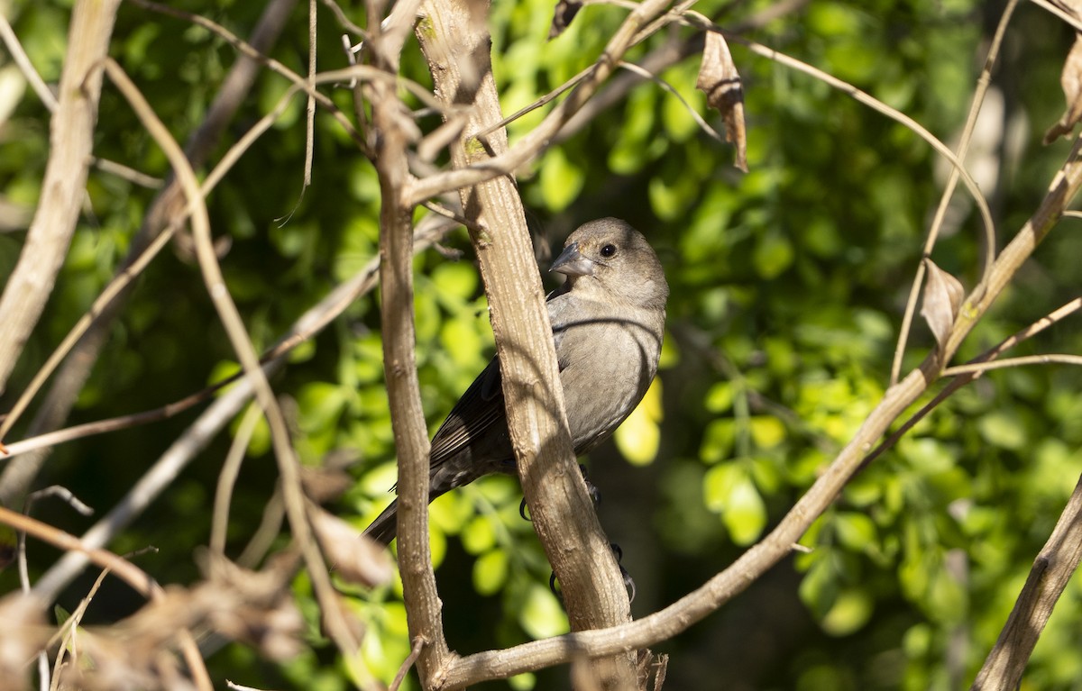 Braunkopf-Kuhstärling - ML644662756