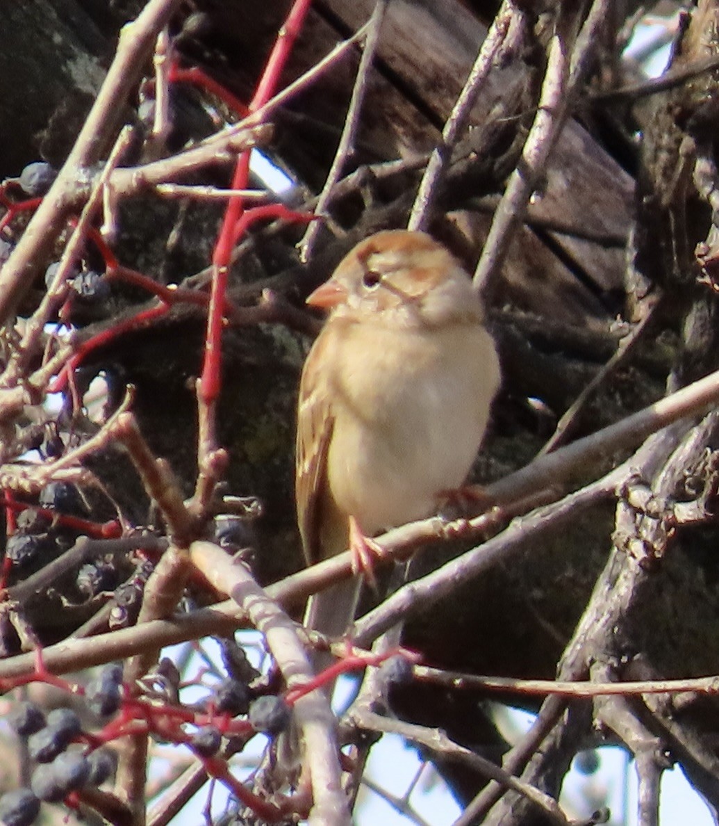 Field Sparrow - ML644662759